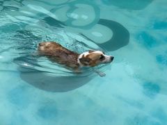 -汪说喵讲宠物乐园宠物酒店(红星美凯龙店)