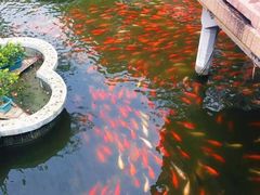 -豫园湖心亭茶楼