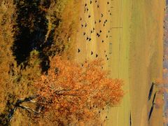 -塞罕坝国家级自然保护区