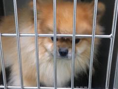 -汪喵宠物医院·骨科心脏影像·犬猫急重症ICU诊疗中心(成华分院)