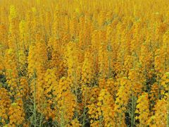 -中国天府农业博览园