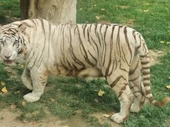 -北京野生动物园