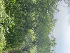 -佛手湖郊野公园