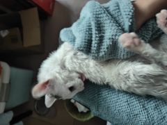-博特宠物医院24h犬猫全科.骨科·异宠