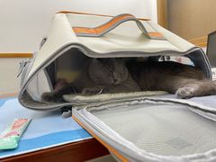 -艾贝尔动物医学中心·血液净化·神经内外科