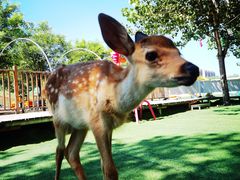 -北京鹿世界主题园