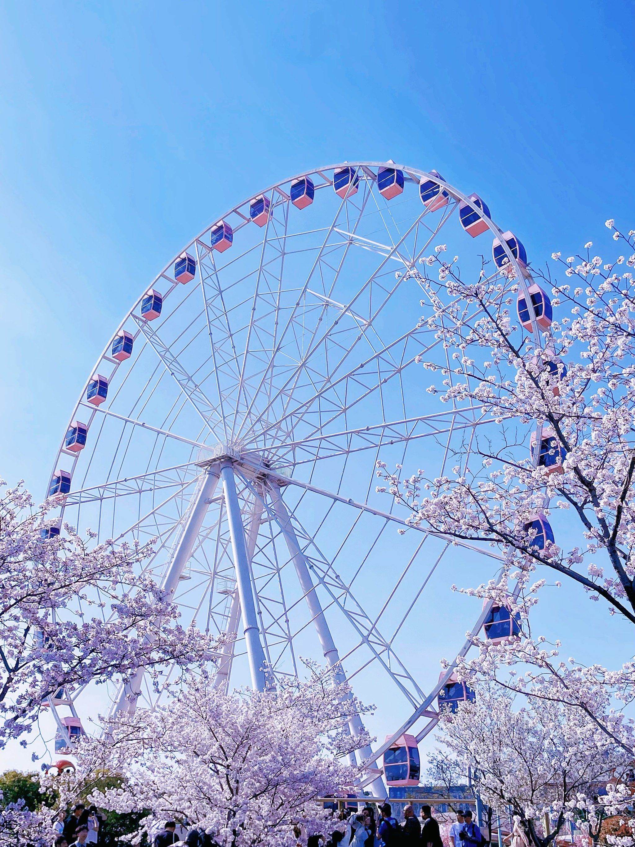 打卡顾村公园的摩天轮