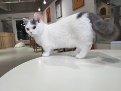 -Heymao猫咖.咖啡厅(东门店)