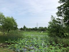 -上海长兴岛郊野公园