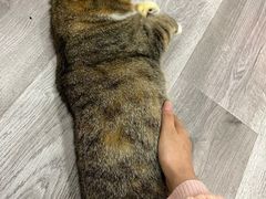 -BABIT巴比特宠物(MOMOPARK店)