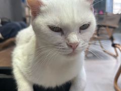 -Heymao猫咖.咖啡厅(东门店)
