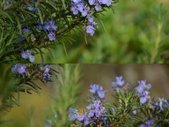 -三圣花乡旅游区