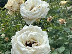 -亚龙湾国际玫瑰谷