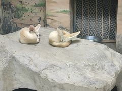 -上海野生动物园