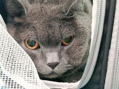 -纳吉亚猫专科动物医院·北北分院