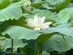 -莲池书院博物馆