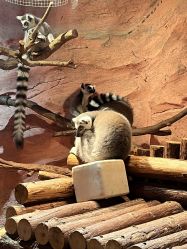 -Zoolung Zoolung动物主题公园(海信广场店)