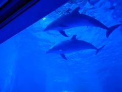 -多彩贵州城极地海洋世界