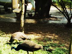 -瑞丽独树成林风景区