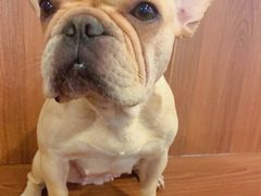 -柯斗斗主题餐厅·狗咖·围炉煮茶·茶饮(国瑞升平里店)