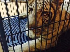 -清迈夜间动物园