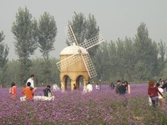 -北京东方普罗旺斯薰衣草庄园