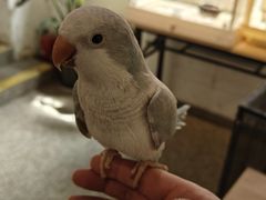 -深圳鸟咖鹦花岛