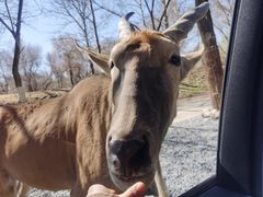 -北京野生动物园