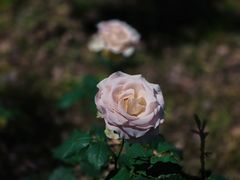 -苏州河梦清园环保主题公园