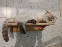 -喵园·猫主题咖啡厅·撸猫·猫咖(国贸店)