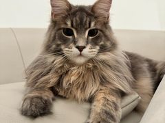 -艾吉宠物医院·疑难杂症转诊中心·猫友好(碧江路院)