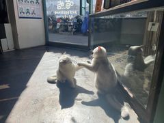 -喵屿·大理花园猫咖