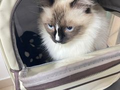 -全心全意连锁动物医院·特色中医诊疗(会城门分院)