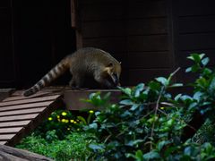 -云南野生动物园