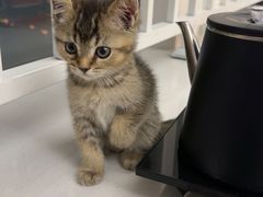 -艾吉宠物医院·疑难杂症转诊中心·猫友好(碧江路院)