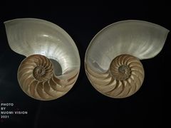 -青岛贝壳博物馆