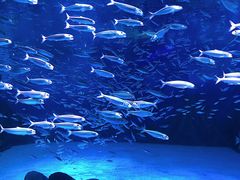 -上海海昌海洋公园