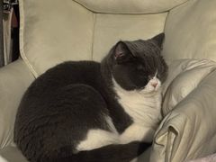 -伟伟宠物医院·瑞派猫友好医院·猫科(光谷店)