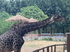 -北京野生动物园