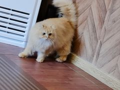 -MOCHA明星猫咖(田子坊店)