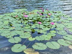 -荔湾湖公园