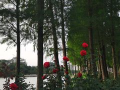 -顺峰山公园