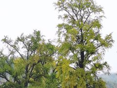 -千年银杏谷文化旅游区