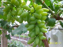 -马陆小张葡萄园农家乐