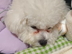 -申普宠物医院·心脏介入·心血管微创(总院)