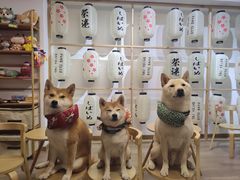 -柴迷FANS CLUB·柴犬狗咖·猫咖