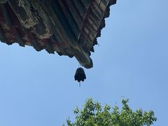 -洛阳白马寺