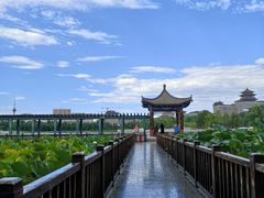 -莲花池公园