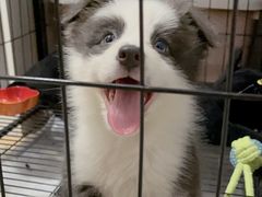 -翊宠yipet猫狗购宠庄园犬舍•猫舍