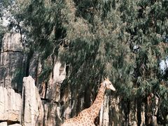 -云南野生动物园